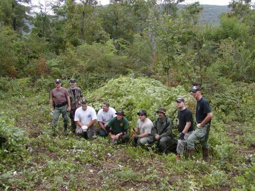 Marijuana Eradication