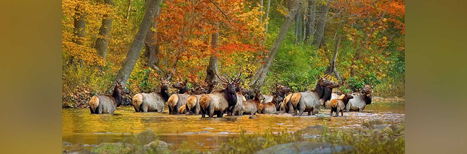 Herd of elk watering amid fall foliage